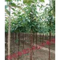 北美海棠工程苗、諸城北美海棠、星衛(wèi)苗木(查看)