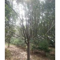 海棠工程苗,昌邑海棠,星衛(wèi)苗木(多圖)