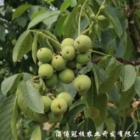 栽植的核桃樹四五年不結(jié)果是什么原因？