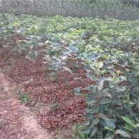 北美海棠苗圃,北美海棠,瀅涵苗木中心(圖)