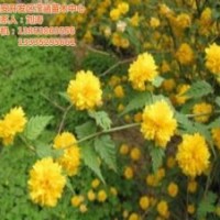 棣棠|瀅涵苗木中心|棣棠價格