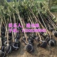 信諾為民苗木基地、淮北櫻桃苗、櫻桃苗價格