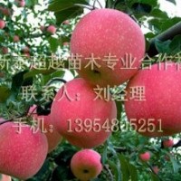 江蘇買蘋果苗哪里好