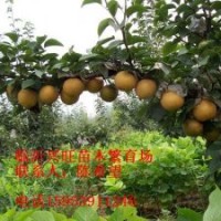 晚秋黃梨苗是優(yōu)良品種