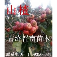 出售果樹山楂苗,李子苗,杏樹苗