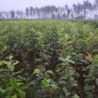 供應(yīng)優(yōu)質(zhì)蘋果苗 123蘋果苗