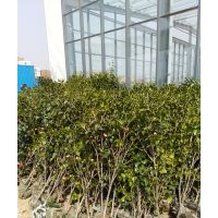 綠化樹苗、水果樹苗