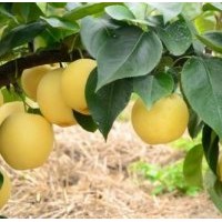 臨沂興旺苗木繁育合作社供應(yīng)皇冠梨苗