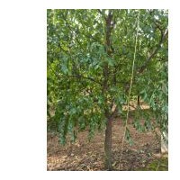 占地棗樹(shù) 桃樹(shù)