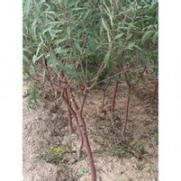 2公分3公分山桃樹毛桃樹大量出售