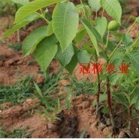 核桃苗什么栽植季節(jié)--什么時(shí)候栽植核桃苗好