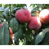 春美（突圍）桃