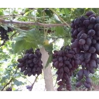 供應(yīng)紫甜無核（A17）紫脆無核（A09）葡萄苗