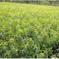 河南南陽(yáng)毛桃1年小苗