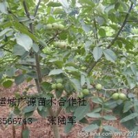 1米以上核桃苗大量出售、大量核桃苗低價供應