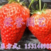 枸橘苗-山東桃苗-柿子苗價格-高效益