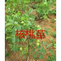 嫁接核桃樹(shù)苗基地，苗圃就在四川綿陽(yáng)，江油良種核桃苗