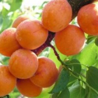 山西3--5公分杏樹(shù)價(jià)格 山西3--5公分杏樹(shù)報(bào)價(jià) 山西3--5公分杏樹(shù)占