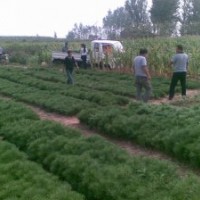 鈣果，國(guó)槐，白皮松