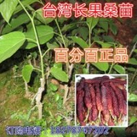 果樹苗 臺灣長果桑 桑樹苗 農(nóng)家果桑苗 桑葚樹苗 南方北方種植