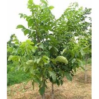 山西優(yōu)質(zhì)核桃苗 蘋果苗 大量供應(yīng)