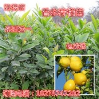 果樹苗/香水檸檬苗/北京檸檬苗/嫁接苗/檸檬樹苗/可盆栽/當(dāng)年結(jié)果