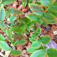 8518、9818、香玲，清香等核桃樹苗種植