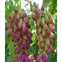 山東葡萄苗價格，優(yōu)質(zhì)葡萄苗品種