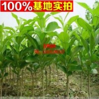 紅西柚子苗批發(fā) 琯溪蜜柚苗