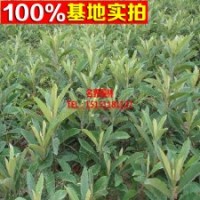 枇杷樹苗新品種--夾腳大枇杷