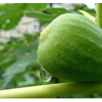 大青皮、日本紫無(wú)花果