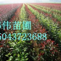 龍豐果接穗，美國抗寒大櫻桃接穗，吉勝雞心李子接穗，龍秋果接穗