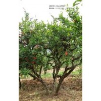 出售各種大小的安徽懷遠石榴樹