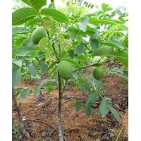 香玲核桃苗 山東核桃苗基地