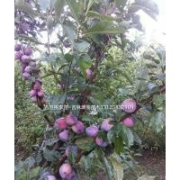 吉勝李子苗 吉林出售桃李苗 吉林李子苗價格