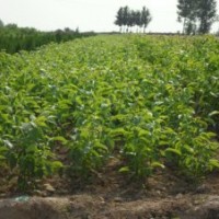供應(yīng)柿子苗、葡萄苗、桃樹(shù)苗