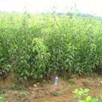 長期供應(yīng)梨樹苗
