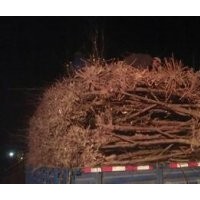 山東聊城冠縣大棚油桃.西瓜.各種苗木基地.占地油桃樹