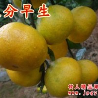 大分早生、大分一號(hào)特早熟柑橘苗