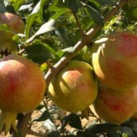 突尼斯大果軟籽石榴苗