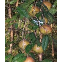 供應(yīng)北京一號油茶苗 廣西油茶種子基地 玉林茶籽苗園