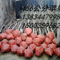 山西蘋果苗，山西矮化蘋果苗基地，山西紅富士蘋果苗價格 山西綠