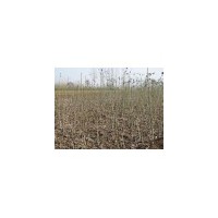 山西優(yōu)質(zhì)核桃苗供應(yīng)