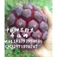 黑老虎布福娜種苗供應(yīng)