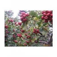 供蘋(píng)果樹(shù)山楂樹(shù)棗樹(shù)