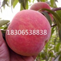 臨沂果樹小苗、倉方早生桃苗、沂蒙霜紅桃苗、久久紅桃王桃苗