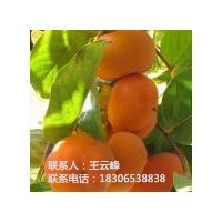 柿子苗、濱河苗木銷售柿子品種喵