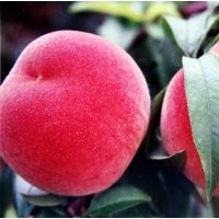 山東臨沂桃苗基地供晚熟桃苗---迎雙紅桃苗