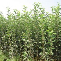 1供應果樹果苗棗樹梨樹桃樹