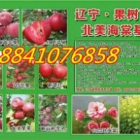 蘋果苗;吉林耐寒蘋果苗，寒富蘋果苗